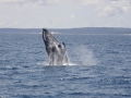 AUS_blog_12-15