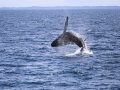 AUS_blog_12-19